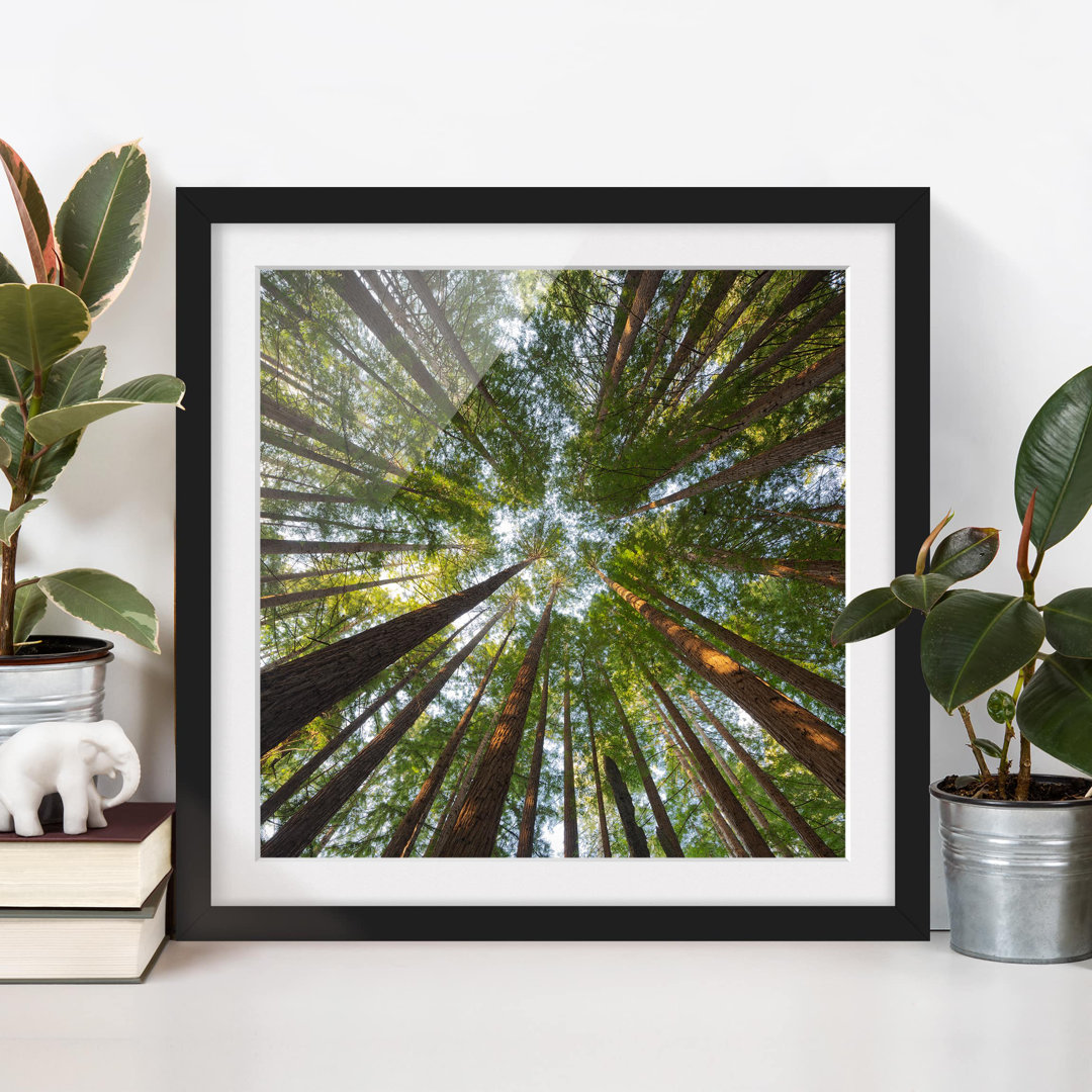 Gerahmtes Poster Sequoia Treetops