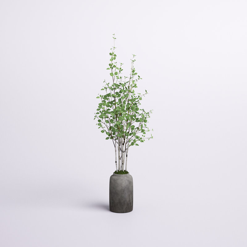 72'' Birch Tree in Terracotta Pot
