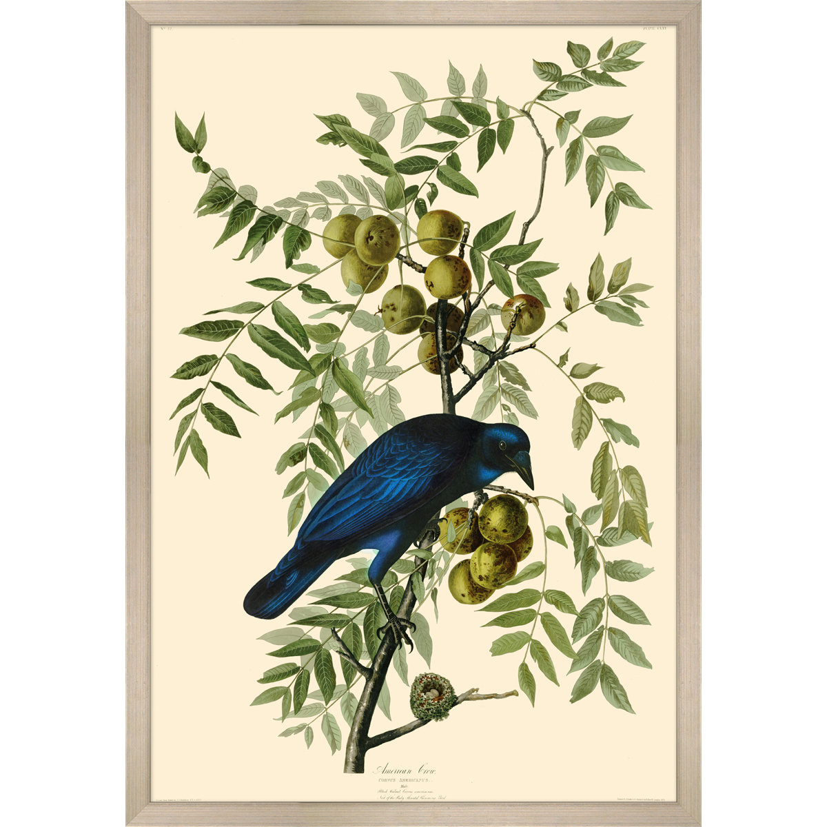 Crow Frame Wendover Art Group American Crow - Picture Frame on Paper | Wayfair