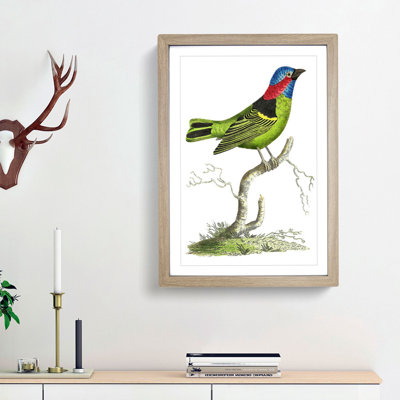 Collared Tanager Bird by George Shaw - Framed Print