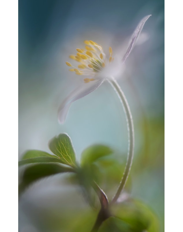 Wrapped Canvas Print, 91.44 cm H x 60.96 cm W