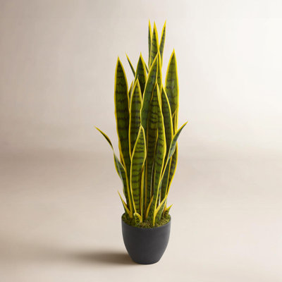 Snake Plant in Pot