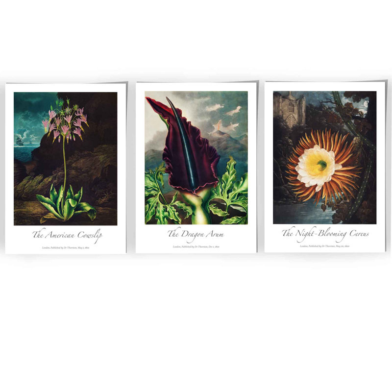 Vintage Exotic Flowers Botanical by Robert John Thornton - 3 Piece No Frame Painting Set, 70cm H x 150cm W x 0.1cm D