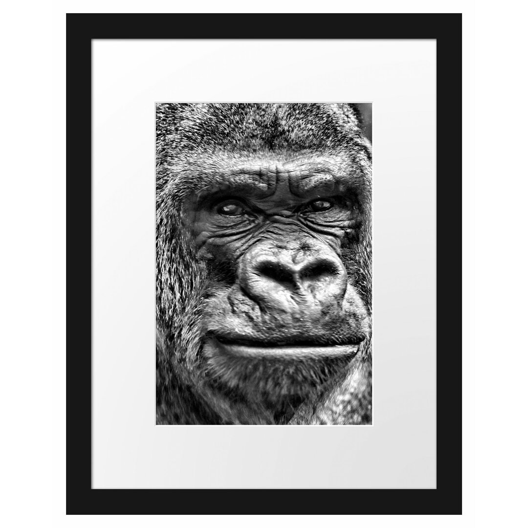 Gerahmtes Poster Stolzer Gorilla