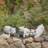Hamlan Pig Weather Resistant Concrete Garden Statue