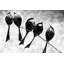 Cinq oiseaux perchés - Plumes monochromes, reproduction encadrée-528513887