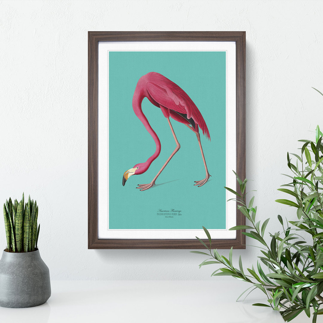 Flamingo in Teal by John Audubon - Framed Print