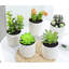 Plante grasse 5,51 po