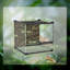 Reptile Box-115116504