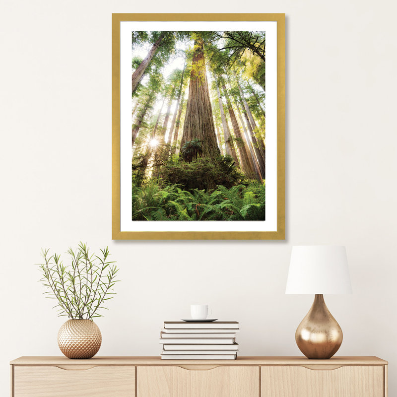 «Redwood Forest» par Stefan Hefele - reproduction de photo, H 32 po x l 24 po x P 1 po, Papier encadré doré