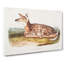 American Deer - Wrapped Canvas-55368880