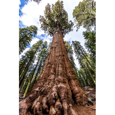 General Sherman Tree In Giant Sequoia Forest by Petrenkoua - Wrapped Canvas Print