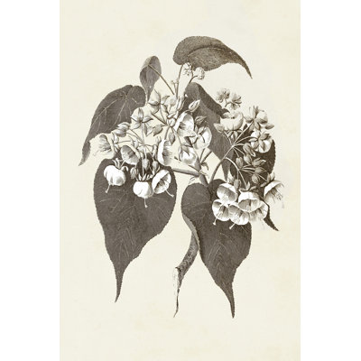 Sepia Botanicals II - Wrapped Canvas Painting