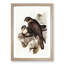 Brown Hawks by Elizabeth Gould - Picture Frame Painting Print-55513197-55513194