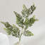 MAIDENHAIR FERN STEM