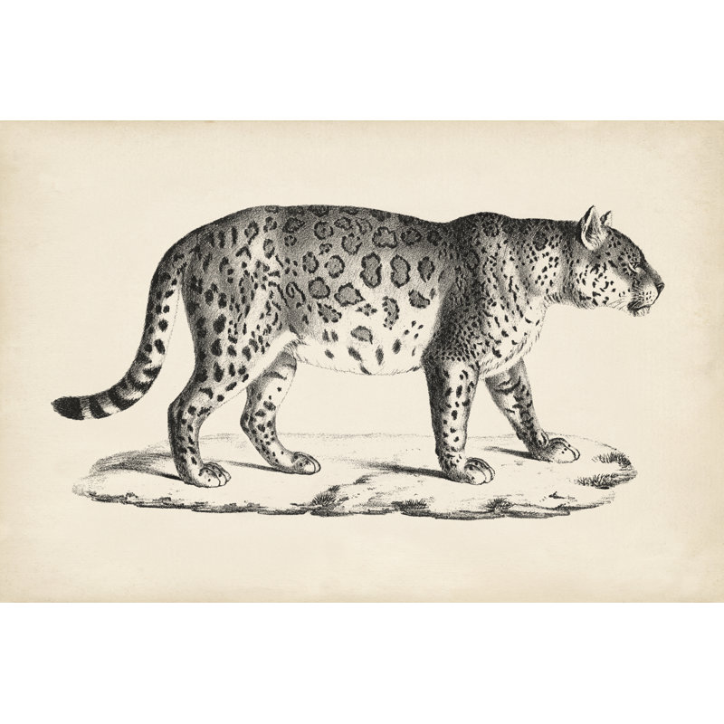 Brodtmann Male Leopard - Painting, Wrapped Canvas, 20 cm H x 30 cm W