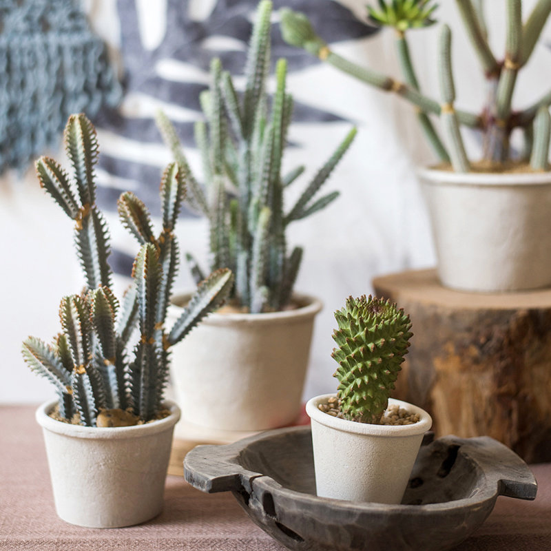Succulent plante en pot de fleurs