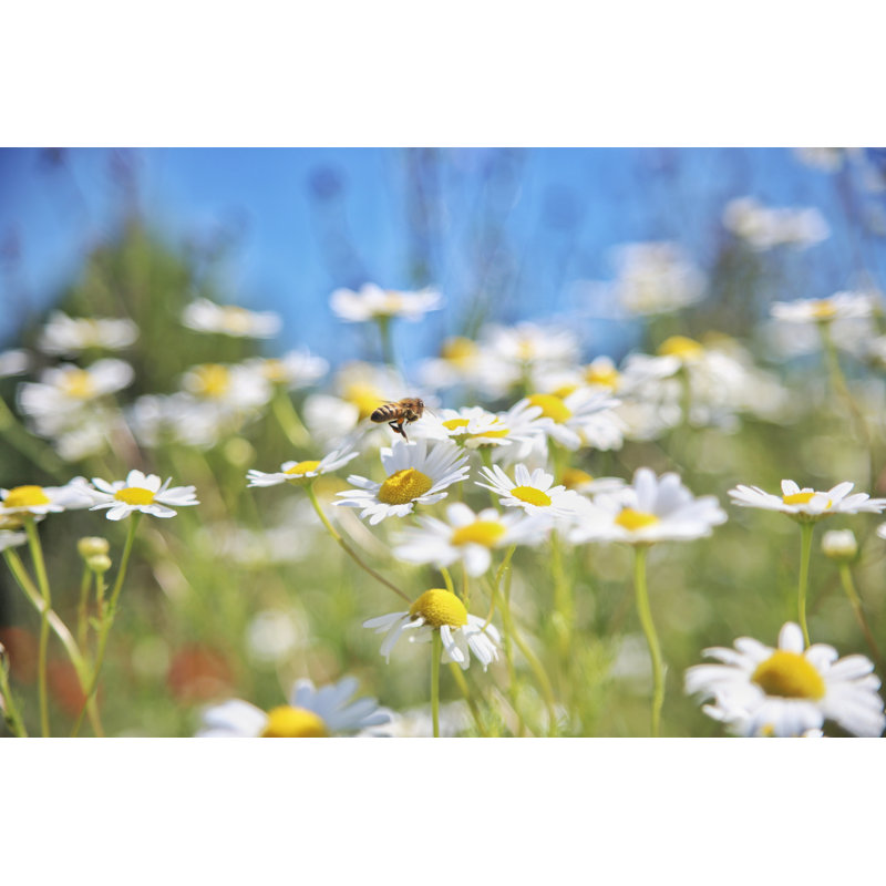 Bees And Wildflowers - Wrapped Canvas Print, 51cm H x 76 cm W x 3.8cm D