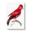 Crimson Roller Bird by George Shaw - Wrapped Canvas-55304271