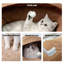 Agneau, chat, beignet, tunnel, brun clair-354657612