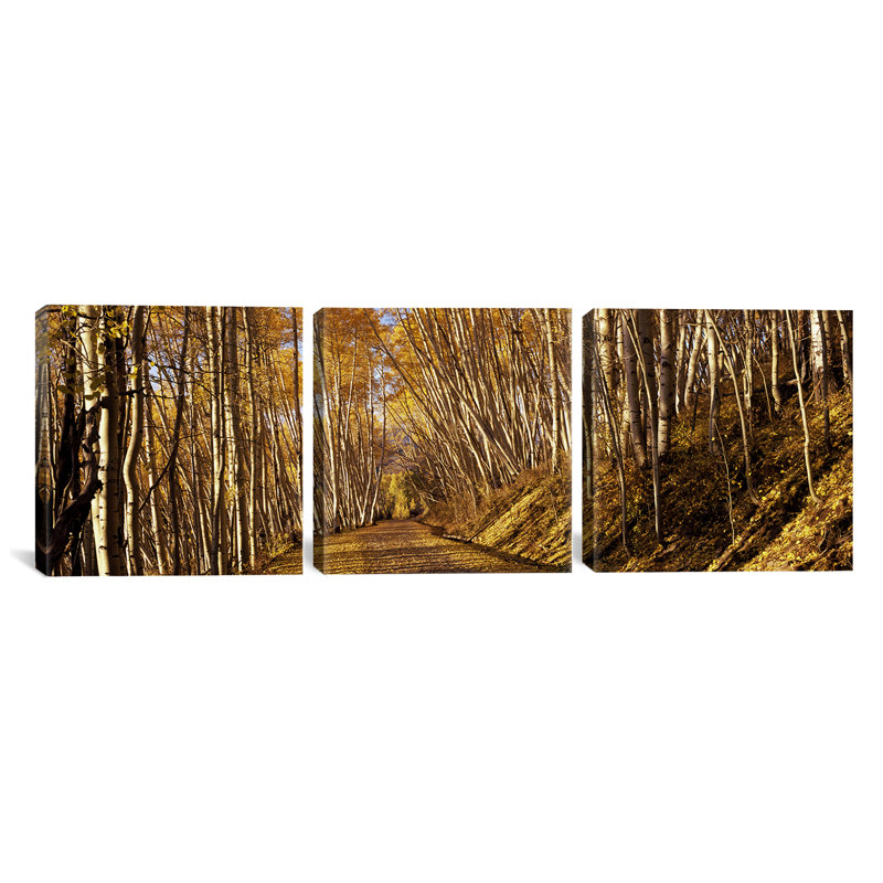 Reproduction de photo sur toile tendue 3 pièces road passing through a forest colorado, états-unis