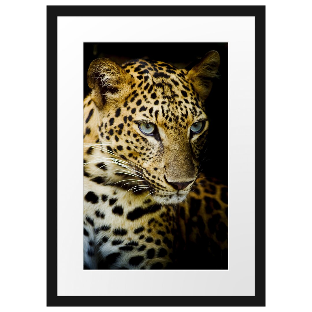 Gerahmtes Poster Leopard mit blauen Augen