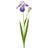 Bearded Iris + Bud 37" 