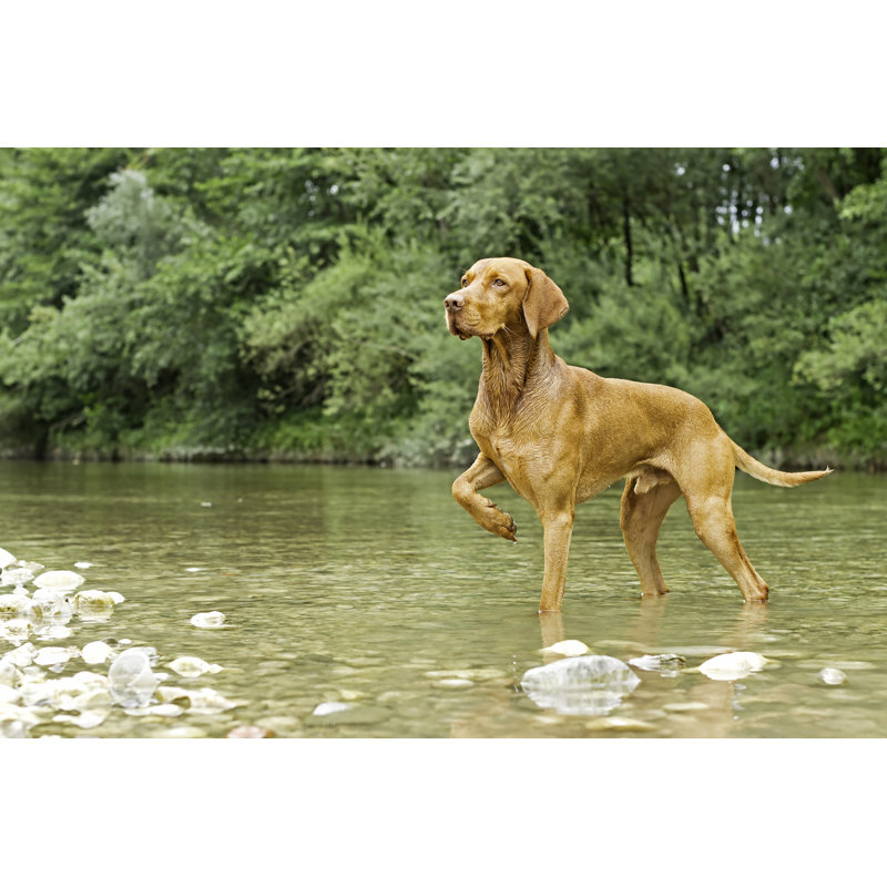 Vizsla Posing par Blackdovfx - Photographie sur toile tendue, L 36 po x H 24 po