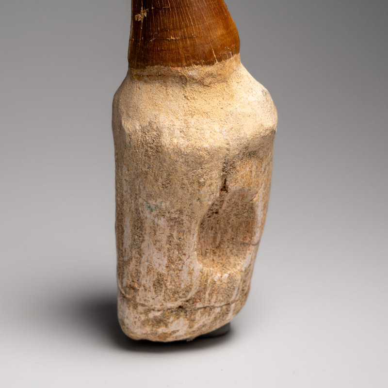 Véritable dent de mosasaur avec fossile racinaire