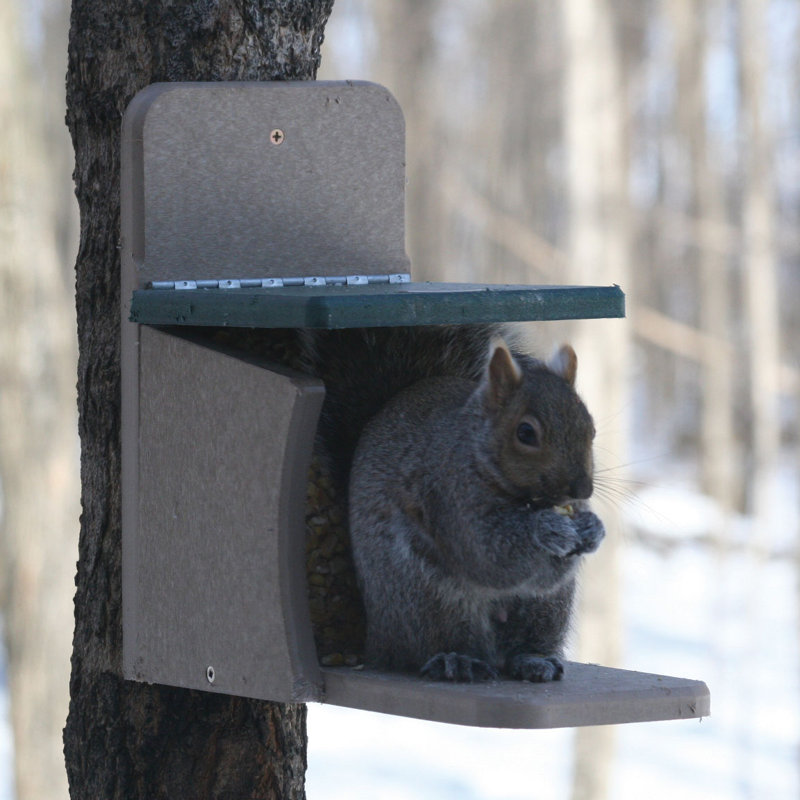 Pole Squirrel Feeder