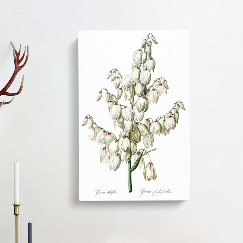 Yucca Flowers by Pierre-Joseph Redoute - Wrapped Canvas, 60cm H x 40cm W x 3cm D