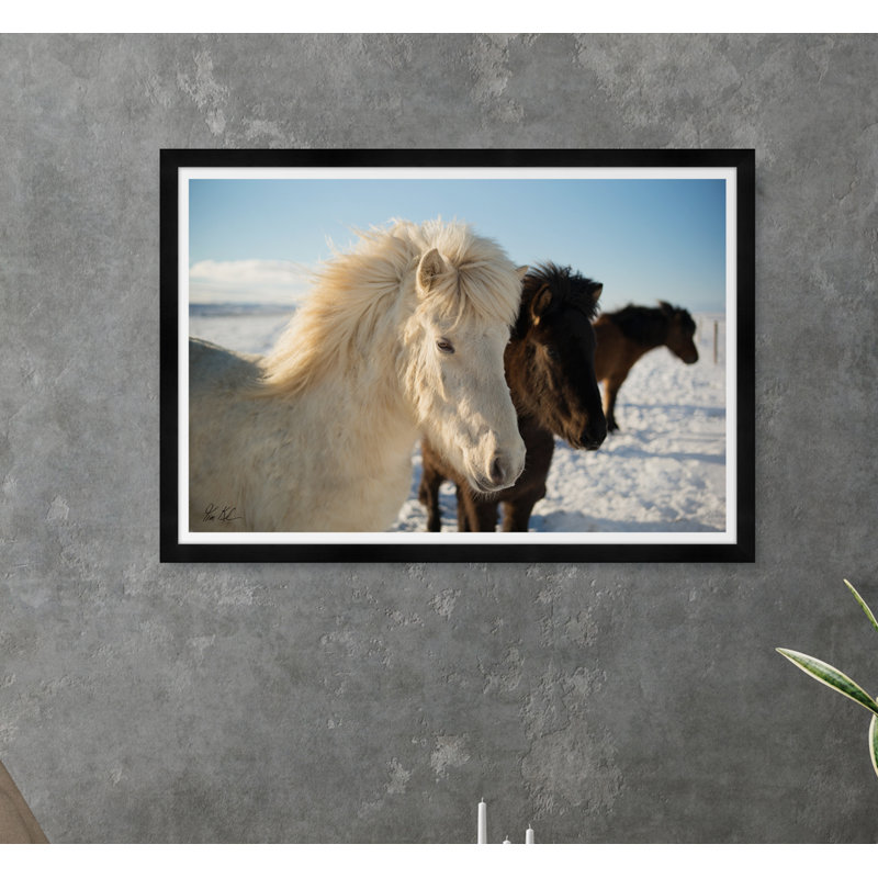 Icelandic Horse II Print