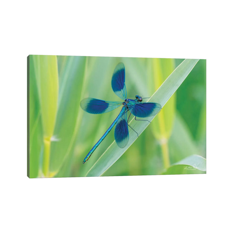 Damselfly In Blue by Martin Podt - Wrapped Canvas Gallery-Wrapped Canvas Giclée, 30.48 cm H x 45.72 cm W