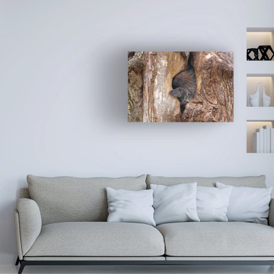 Art sur toile Jim Cumming Baby Porcupine In Tree