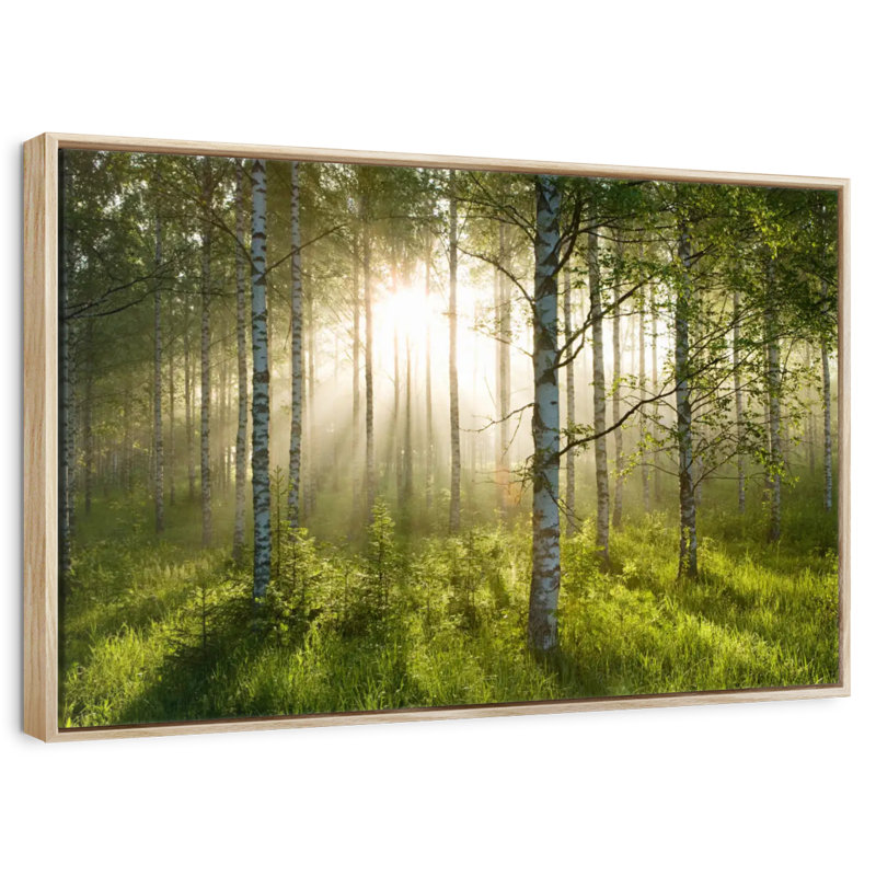 Birch Forest Sunlight, 19 po x 13 po, Cadre flottant en bois naturel