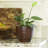 Caylin Ceramic Pot Planter with Saucer