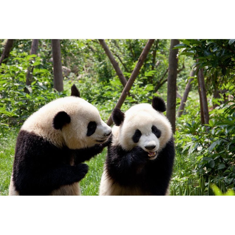 Two Pandas In Sichuan Province China by Fototrav - No Frame Art Prints on Canvas, 20cm H x 30cm W