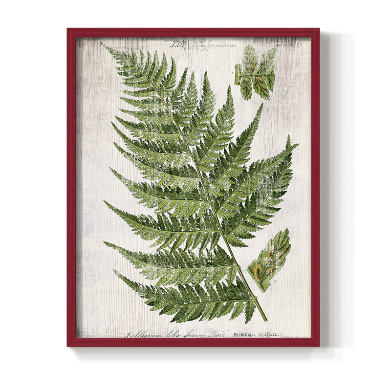 Greenhouse Fern II, reproduction encadrée - bois massif, H 30 po x l 24 po, Rouge