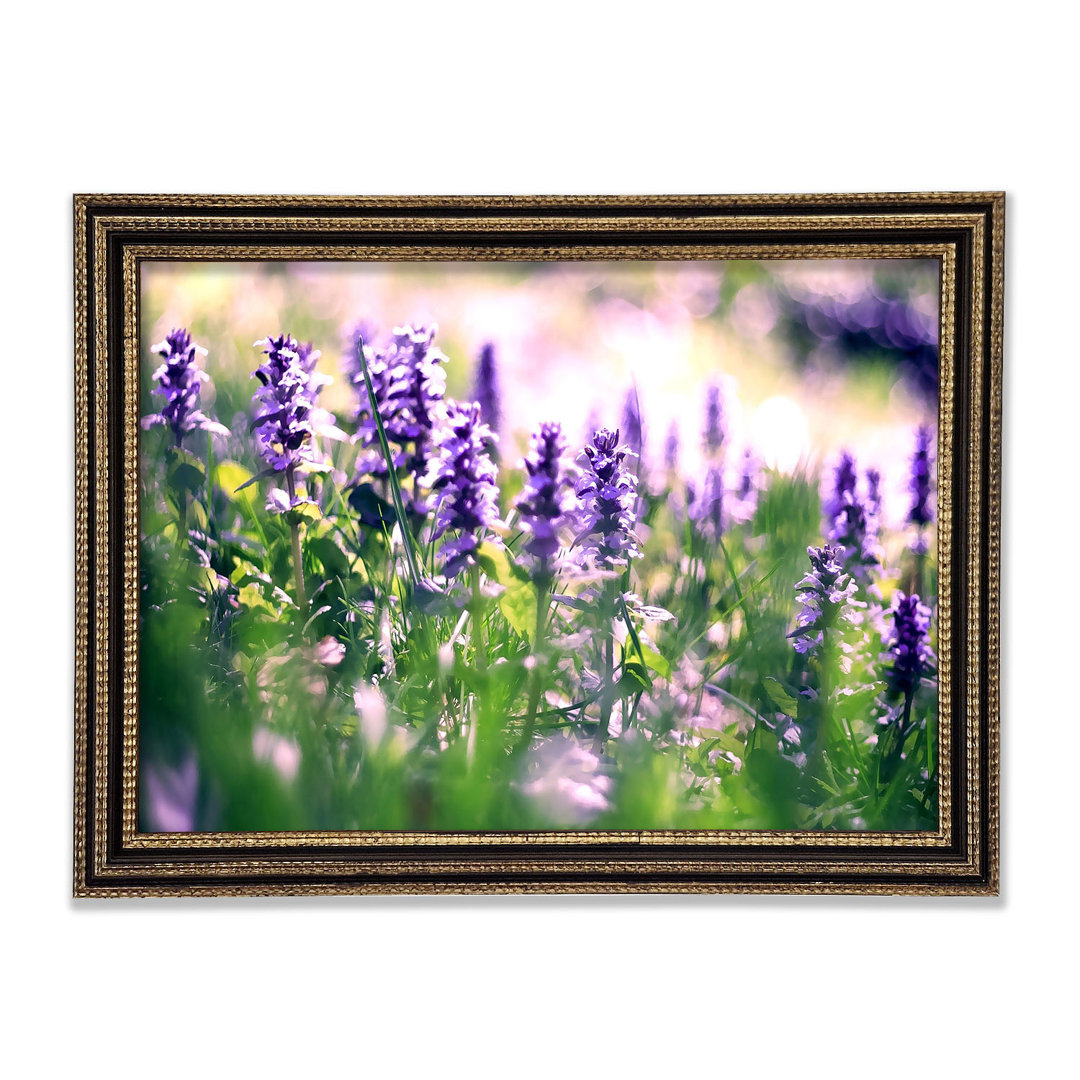 Lupine Blumen Gerahmter Druck