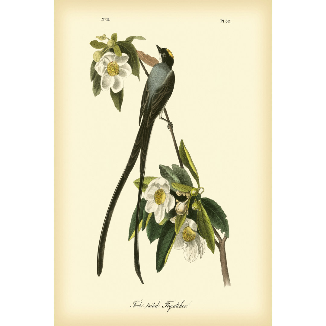 Fork-Tailed Flycatcher by James Audubon - Wrapped Canvas Painting
