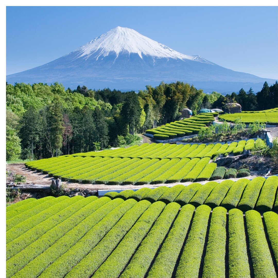 Fototapete Teefelder vor dem Berg Fuji