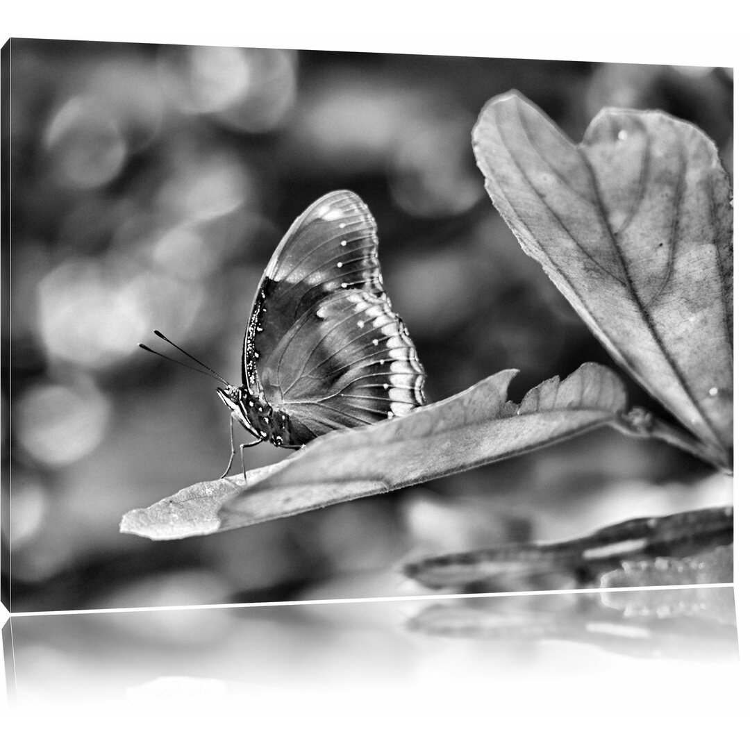 Leinwandbild Kleine bräunlicher Schmetterling in Monochrom