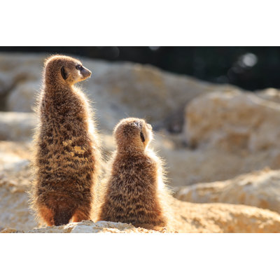 Meerkats by Gui00878