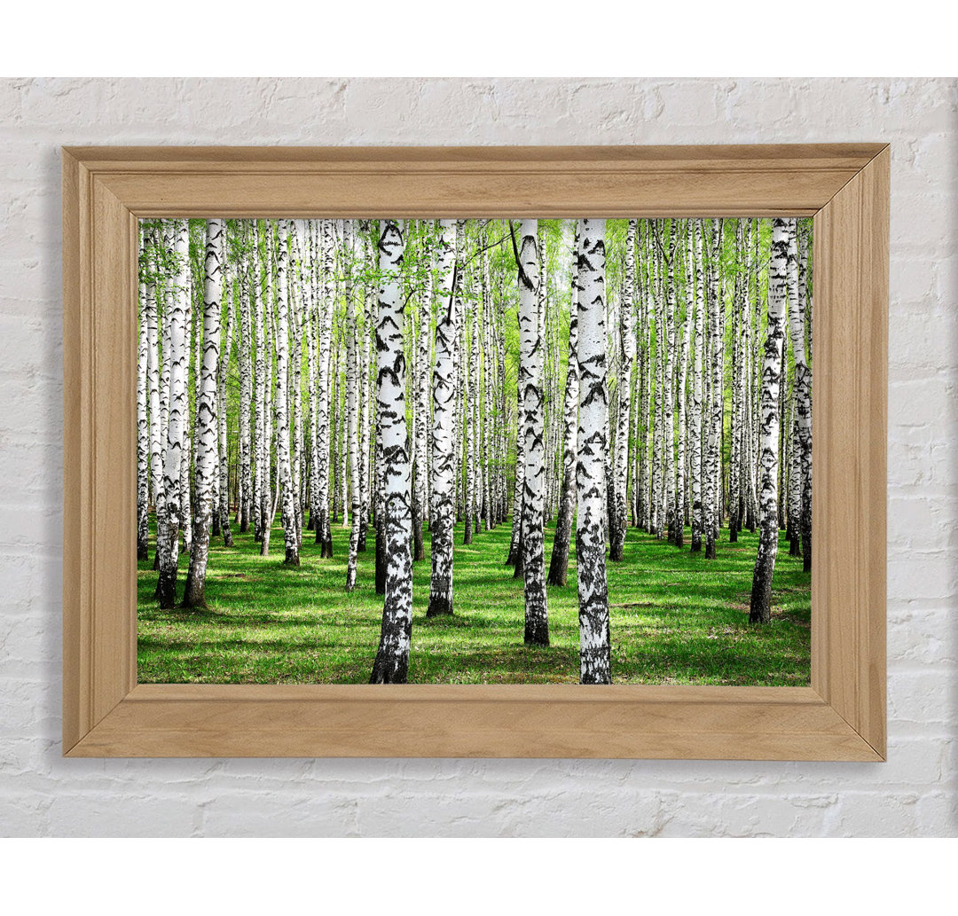 Silver Birch Beauty - Einzelner Bilderrahmen Kunstdrucke