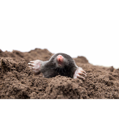 " Curious Mole " by Juefraphoto