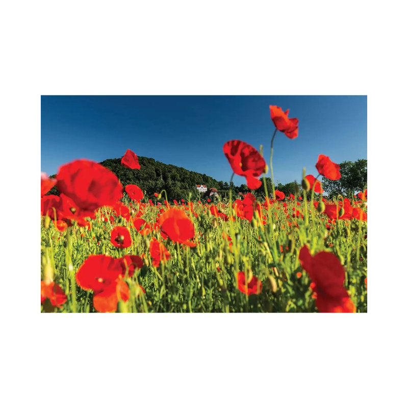 Poland, Poppy Field by Mikolaj Gospodarek - Wrapped Canvas Gallery-Wrapped Canvas Giclée, 66.04 cm H x 45.72 cm W