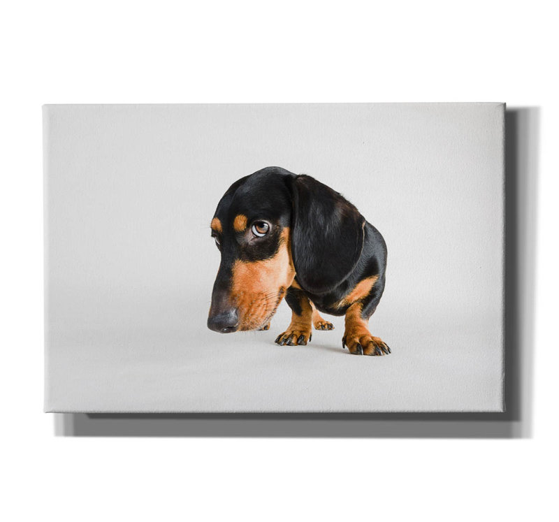 «Who Me» par Susan Sabo, H 40 po x l 60 po x P 1,5 po