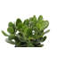 Live Jade Plant in Classic Pot-49662297
