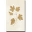 Botanical Study III Gold Crop - Peinture-940370899-940370908