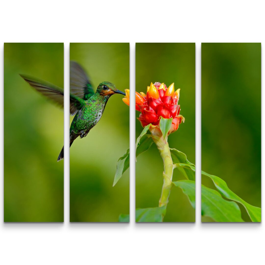 4-tlg. Leinwandbilder-Set Grünstirn-Brillantkolibri aus Costa Rica